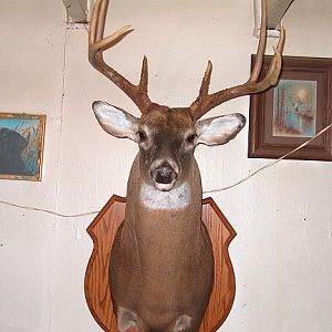 One of This Years buck