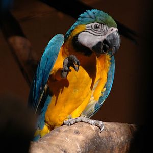 Macaw in south of Brazil