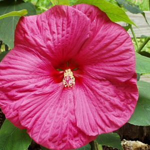 Hibiscus flower