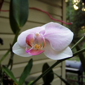 Orchid bloom