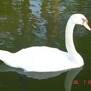 Swan On the creek