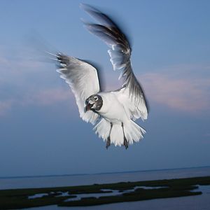 Bird at Wallops Island