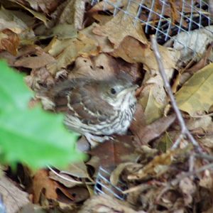 Baby wood thrush