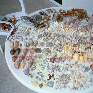 Exotic shell collection