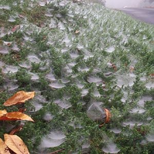 Fall Spider webs