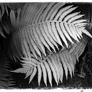 Fern Dance