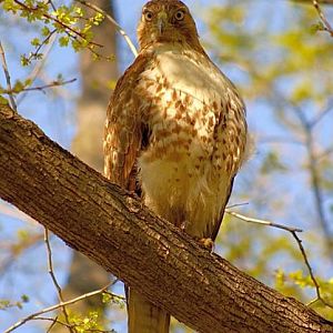Hawk on Tree