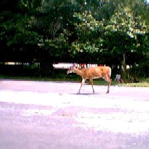 a deer  at rest stop in VA