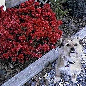 Azalea with dog