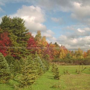 My parent's backyard in upstate NY