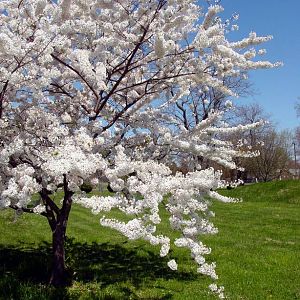 Cherry Trees