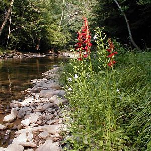 Lobelia on the Savage River