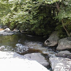 Swimming Hole on Muddy Creek