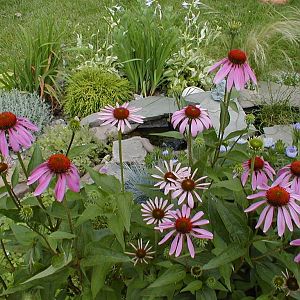 Purple Cone Flowers