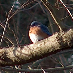 Bluebird