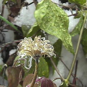 clematis in ice