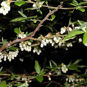 Bluesberry blossoms