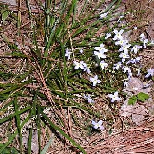 Wild flowering grass