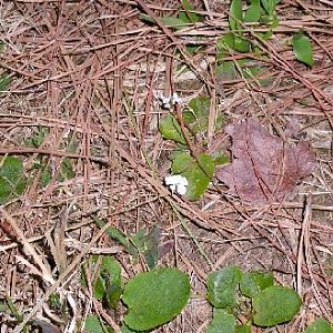 White violets carpeting the path