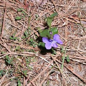 Pretty purple wild violets everywhere