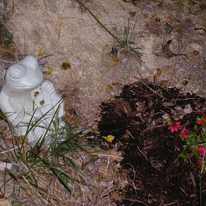 Frog and azaleas