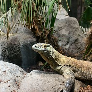 San Diego Zoo Lizard