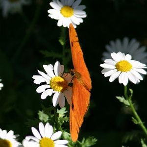 Butterfly at botanical garden 1