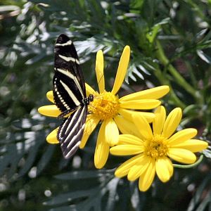 Butterfly at botanical garden 2