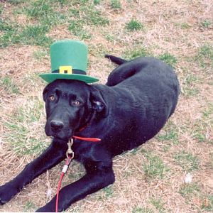 Chance in St. Paddy's Day hat