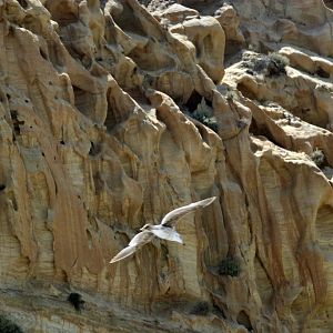 Torrie Pines/bird and sea cliff