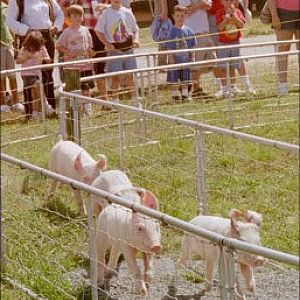 Pig Races