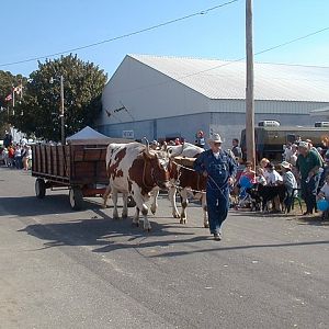Oxen in Parade