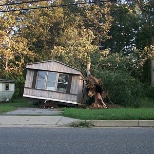 Tree on Mobile Home