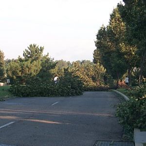 Trees in Road