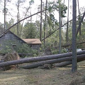 Bay Shore - Large Pines Blown Over