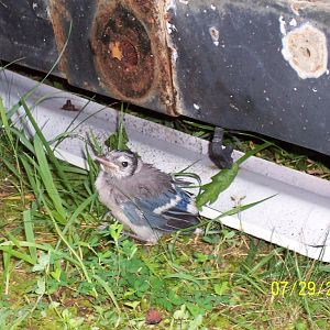 Baby Blue Jay in our back yard