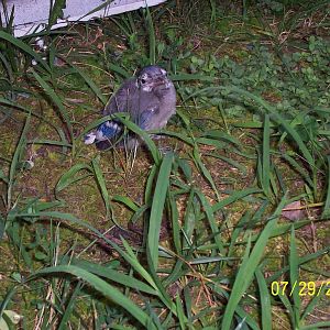 Baby Blue Jay in our back yard