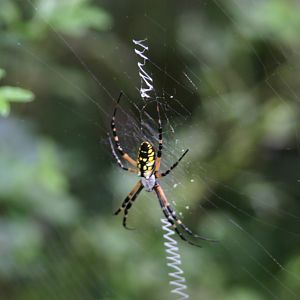 Spider from Great Swamp in South Carolina