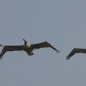 Pelicans of Daytona