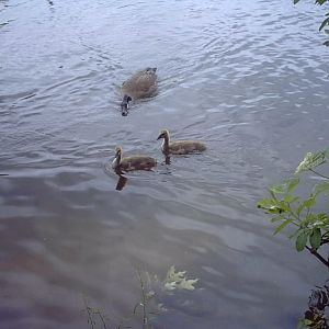 baby duckies