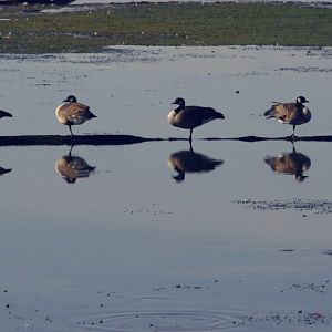 reflections of a duck