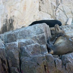 Sea Lions of Cabo