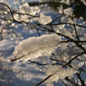 Icy Branches