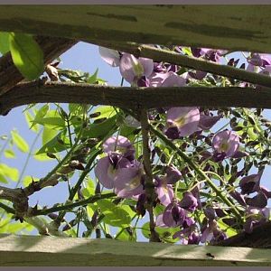 wisteria