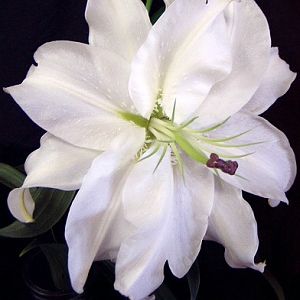 Very rare double lily - fragrant