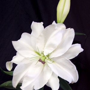 Rare fragrant double lily - different view