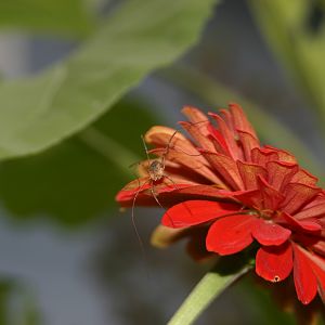 Daddy Long Legs on the flower