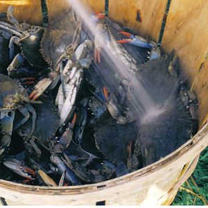 Cleaning MD Blue Crabs