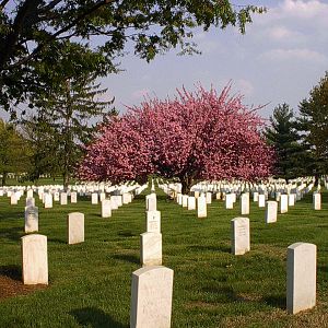 Arlington National Cemetary