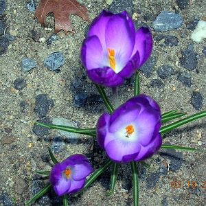 purple crocus